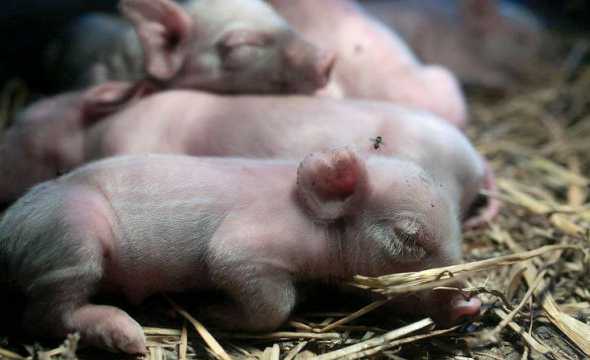 小猪流泪什么原因是什么 猪感冒流鼻涕打什么针