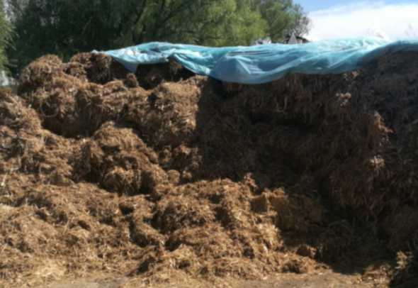 玉米节杆怎样做羊饲料 玉米秸秆怎么自己做羊饲料