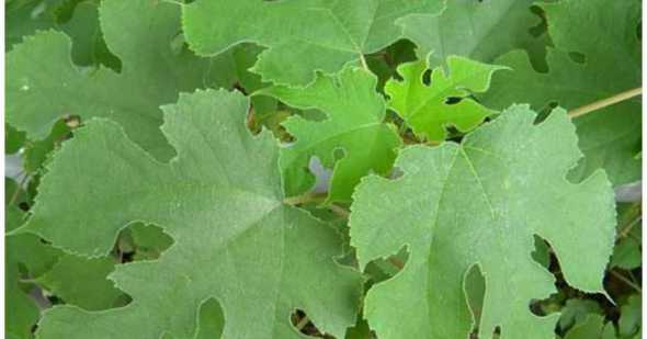 哪些树和叶子可以当饲料 蒲草的叶子,可以做饲料吗