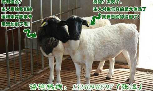 大母羊预混料能喂羔羊吗 育肥羊饲料的最佳配方,羊饲料可以喂猪吗