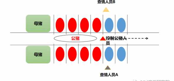 母猪为什么要饲喂前查情 经产母猪的饲养管理包括哪几个方