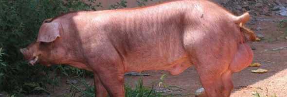 杜洛克小猪吃什么饲料好 养猪吃什么饲料最好