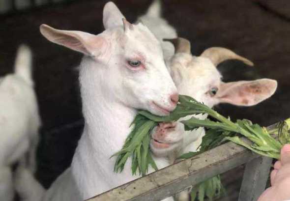 羊不吃饲料有什么好处 吃饲料的羊跟吃草的羊有什么区别