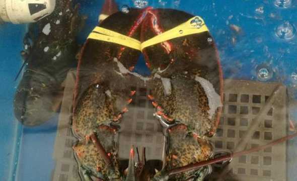 澳洲龙虾一盘多少钱一斤 澳洲龙虾价格大概多少钱一斤