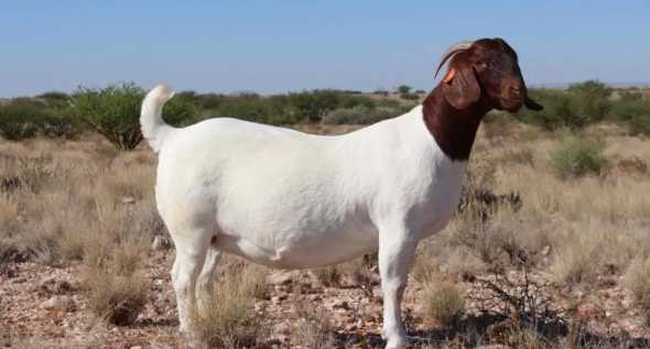 什么样的波尔山羊是纯的 波尔山羊的鉴别