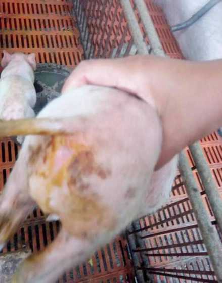 老母猪为什么生了会拉稀 母猪产后拉稀怎么办