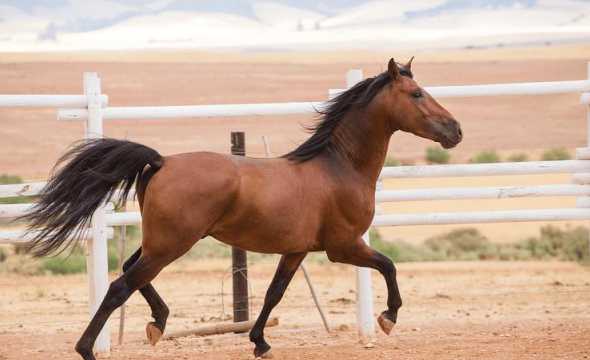 普通马匹多少钱养马成本 一匹马要多少钱