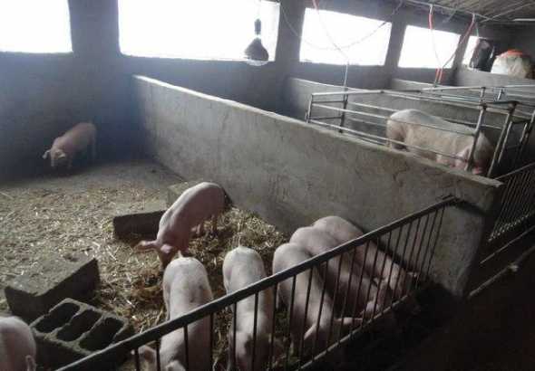 湿玉米喂猪的比例是多少 玉米酒糟喂猪的最佳配方