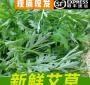艾草生的大概多少钱一斤 艾草价格多少钱一斤