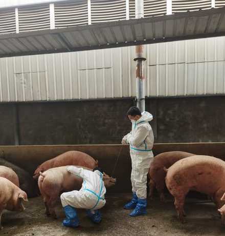 新生仔猪如何预防口蹄疫 仔猪口蹄疫有什么好的治疗方法