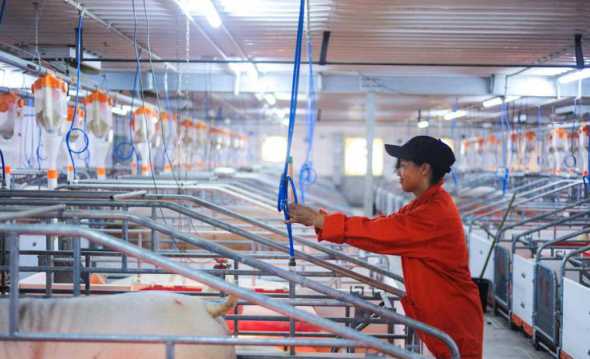 四川有哪些大型猪饲料厂 河南有哪些大型的饲料厂