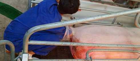 母猪什么情况下算是难产 如何判定母猪难产