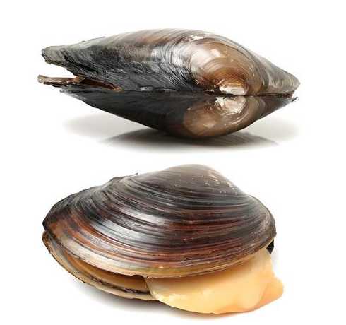 河里的河蚌是吃什么长的 河蚌吃什么长大的。