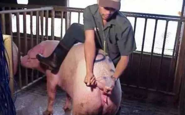 母猪配种当天要注意哪些 母猪配种最佳时间最什么时候呢