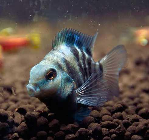 热带鱼鹦鹉鱼有什么特性 鹦鹉鱼是热带鱼还是冷水鱼