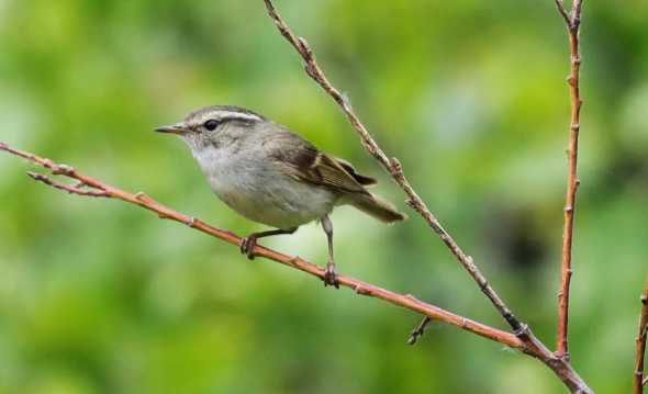 柳莺鸟他一只值多少钱啊 黄眉柳莺价格 黄眉柳莺多少钱一只