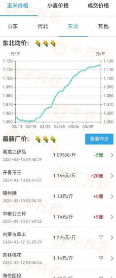 红河玉米价格多少钱一斤 玉米现在价钱