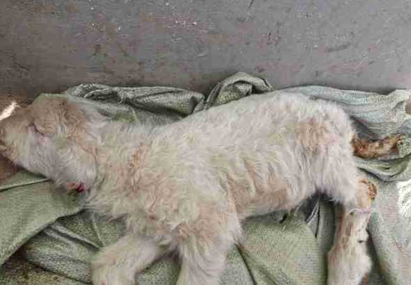 羊拉稀还传染是什么原因 羊反复拉稀是怎么回事