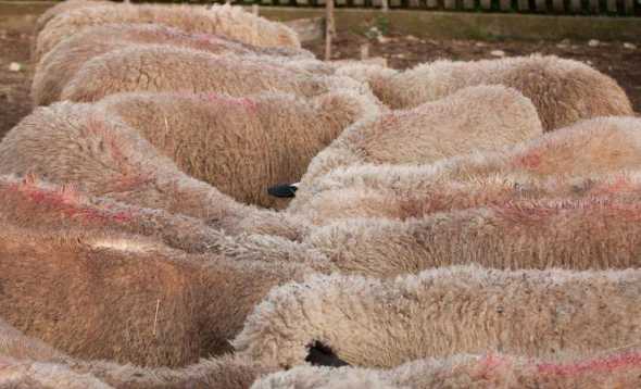 羊吃玉米饲料消化特点 羊吃发霉的玉米中毒和羊小反邹有什么区别